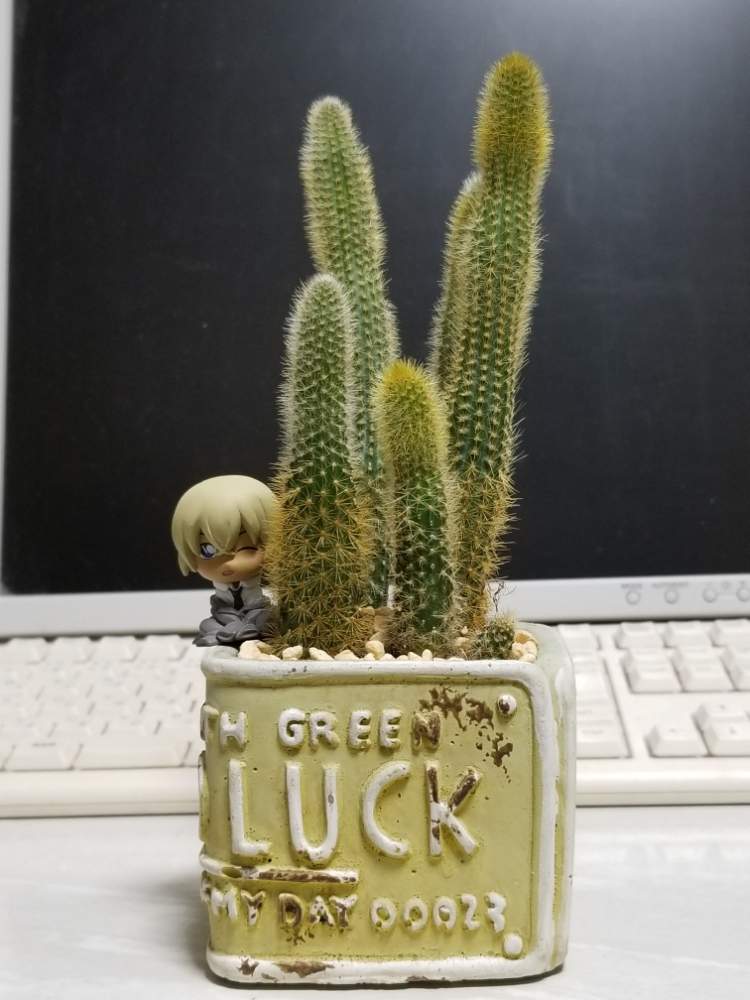 金タロー キンタロー の投稿画像 By なつきさん ヒルデウィンテラとサボテン科と植中毒と紐サボテン と多肉植物とサボテンと多肉とフィギュアとサボテンと フィギュア 19月2月12日 Greensnap グリーンスナップ