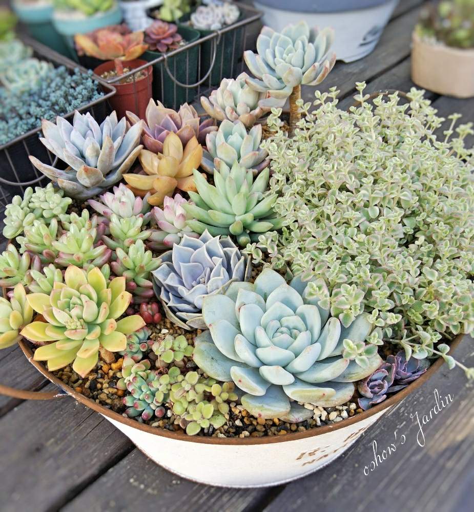 オウレイの投稿画像 By おしょうさん オーロラと霜の朝とたまつづりと樹氷とフェロロボスとラウリンゼと立田とリトルミッシーと多肉植物 と寄せ植えと晴れの国タニラーgpとブリキ缶と多肉初心者 19月2月12日 Greensnap グリーンスナップ