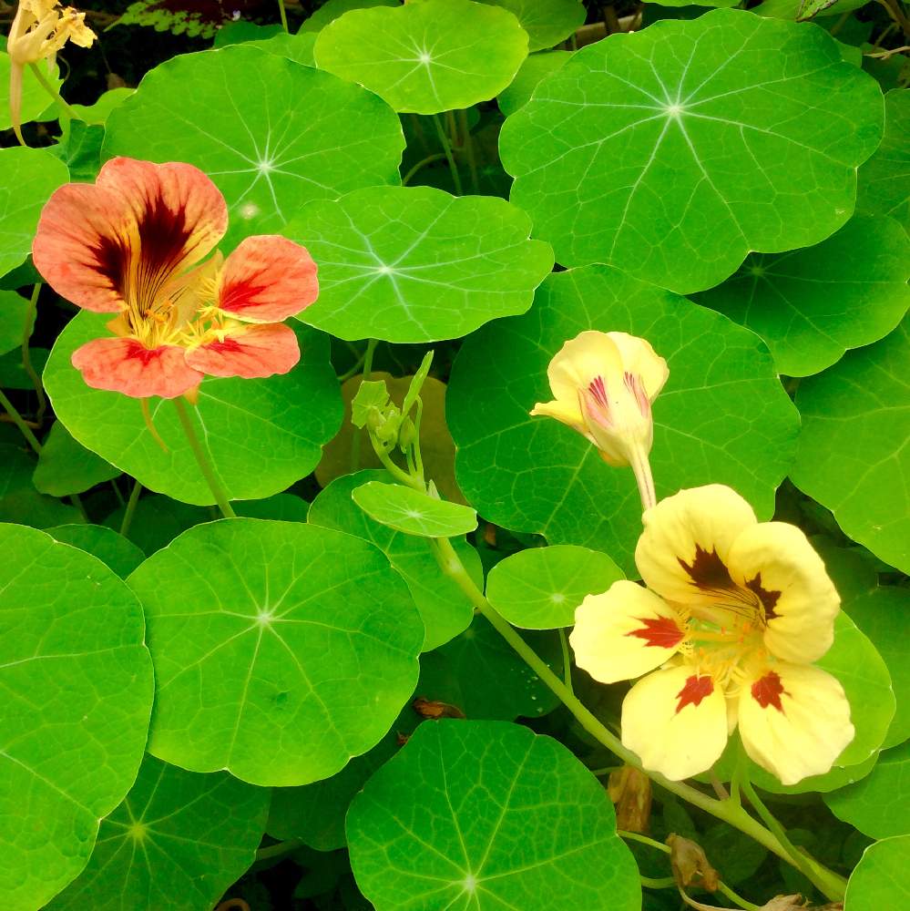 金蓮花の投稿画像 By R さん ナスタチウム 金蓮花 とキンレンカとナスタチウムとかわいい と久米島と沖縄とgs映えと咲いた ʾʾと植中毒と鮮やか と花のある暮らし 19月2月12日 Greensnap グリーンスナップ