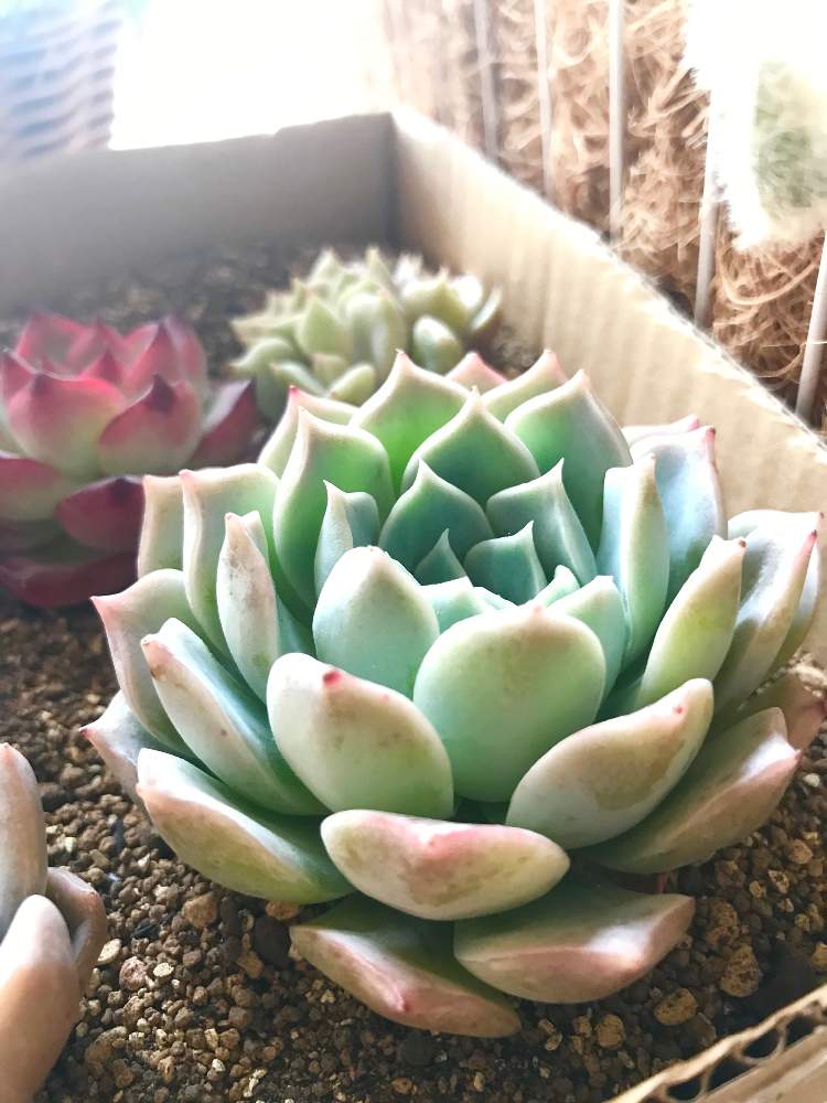 サラン エケベリア 多肉植物 抜き苗