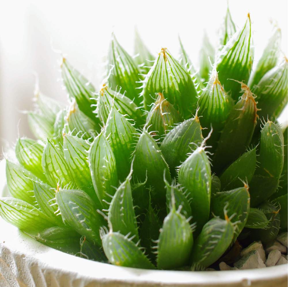 ハオルチア ボルシーの投稿画像 By 多肉図鑑 Pukubookさん 玄関とハオルチア属とgs映えとグラプトベリア属と普及種を愛でる会と多肉植物図鑑 とpukubookと多肉植物専門店ビスタと多肉多肉多肉と多肉図鑑と俺の多肉植物とハオルチア属とgs映えとグラプトベリア属と普及種を