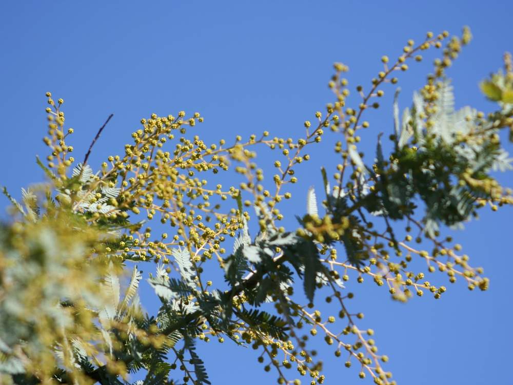 ギンヨウアカシアの投稿画像 By Treeさん ミモザとガーデニングと庭木と黄色い花 19月2月12日 Greensnap グリーンスナップ
