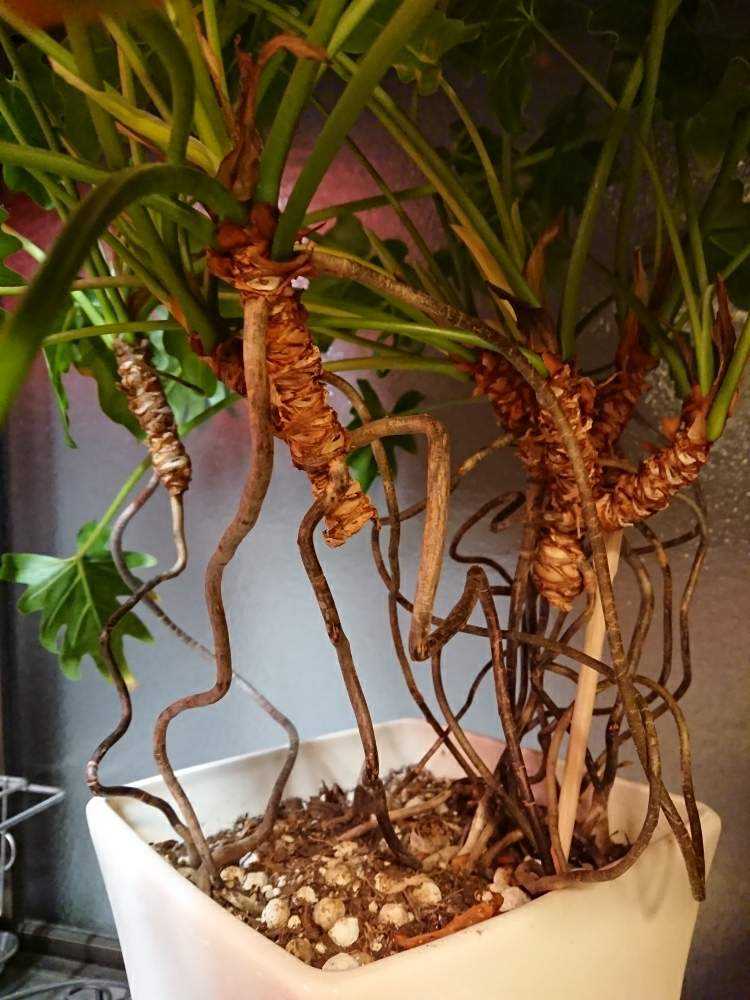 セロームの投稿画像 By セージブルーさん クッカバラ 19月2月12日 Greensnap グリーンスナップ