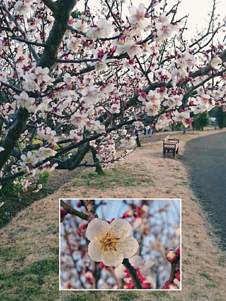 ウメの投稿画像 By 麦わら帽子さん 平塚花菜ガーデンと植物のある暮らしといつもありがとう と春はすぐそことお写んぽとgs映えと季節の花と冬の植物と平塚 と植物園と神奈川県と花のある暮らしと神奈川県の風景とかわいいな と神奈川の風景 19月2月12日