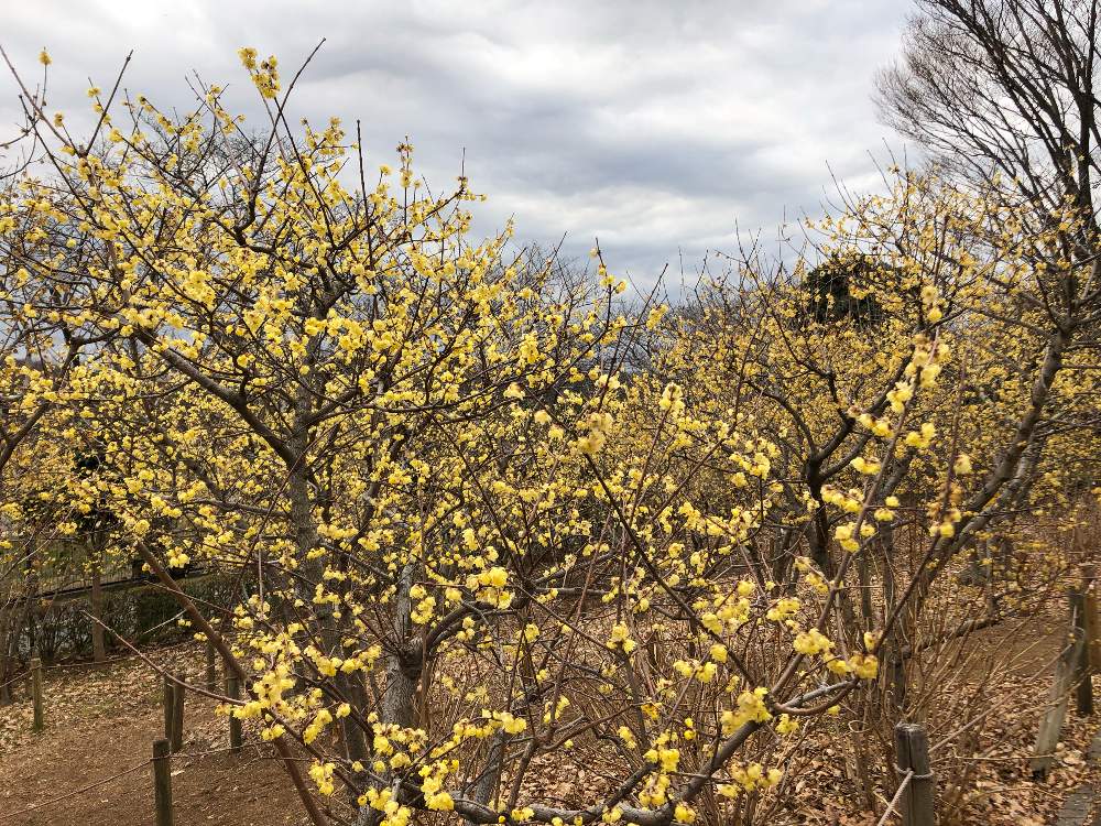 梅の花の投稿画像 By Hit1224さん 黄色い花と府中郷土の森 梅まつりとお花好きとウメの木と蝋梅の花 19月2月13日 Greensnap グリーンスナップ