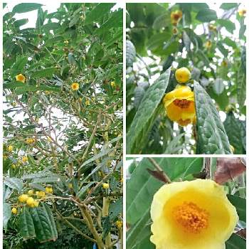 キンカチャの画像 by Harkaさん | お出かけ先と金花茶とキンカチャと生態系公園と花はいいねぇと花壇とつぼみと花のある暮らし