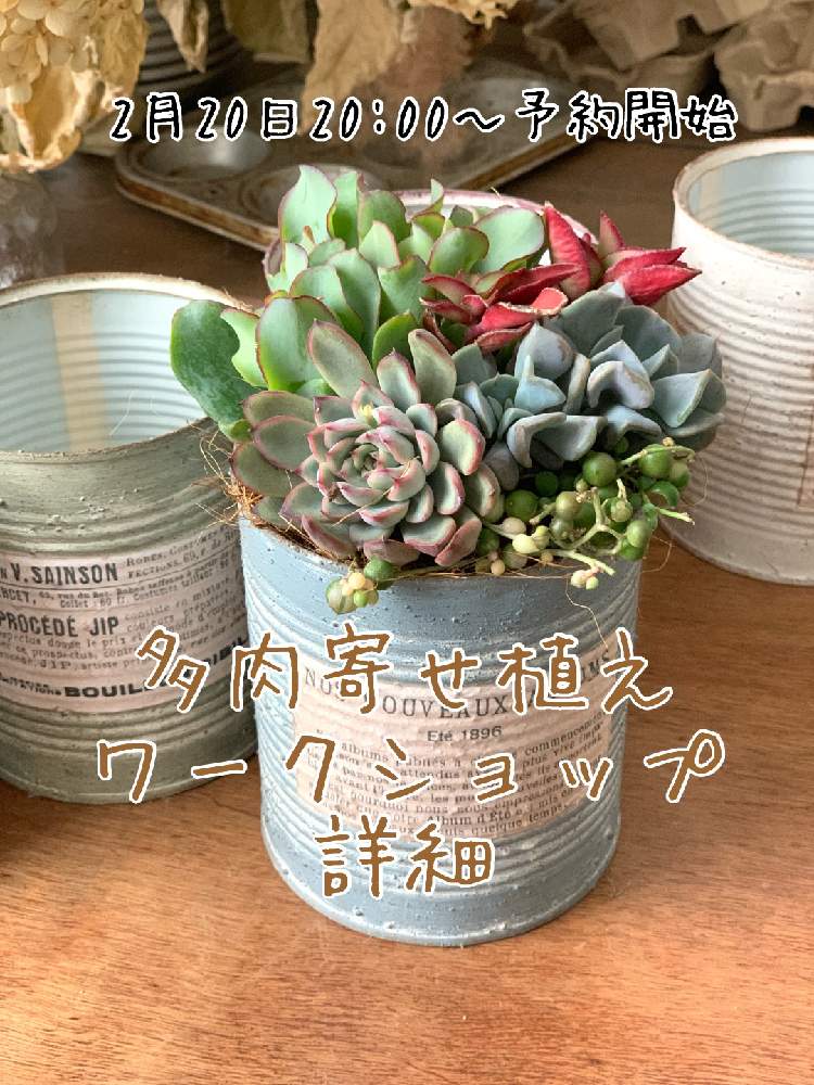 寄せ植え教室の投稿画像 By Portobellomarketさん 多肉植物とリメ缶と多肉販売とお誘いとイベント出店とつながる輪多肉 Petitfesとイベント情報と多肉女子とリメ缶 リメ鉢とタニラーとハンドメイドと神奈川県とリメイク缶と多肉狩りと多肉寄せ植えワークショップ 19月