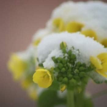 凍るの投稿画像一覧 Greensnap グリーンスナップ