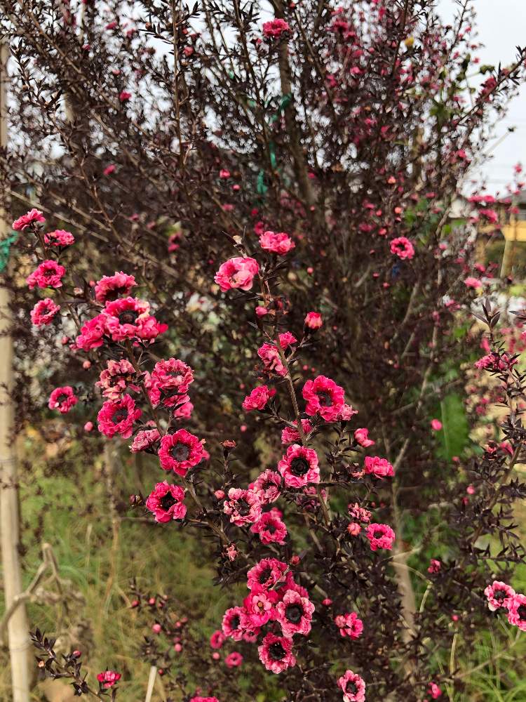 ギョリュウバイの投稿画像 By ヤマスケさん 花のある暮らしと冬の散歩と何の木の花なのだろう と畑と花のある暮らしと冬の散歩と何の木の花なのだろう 19月2月13日 Greensnap グリーンスナップ Greensnap グリーンスナップ