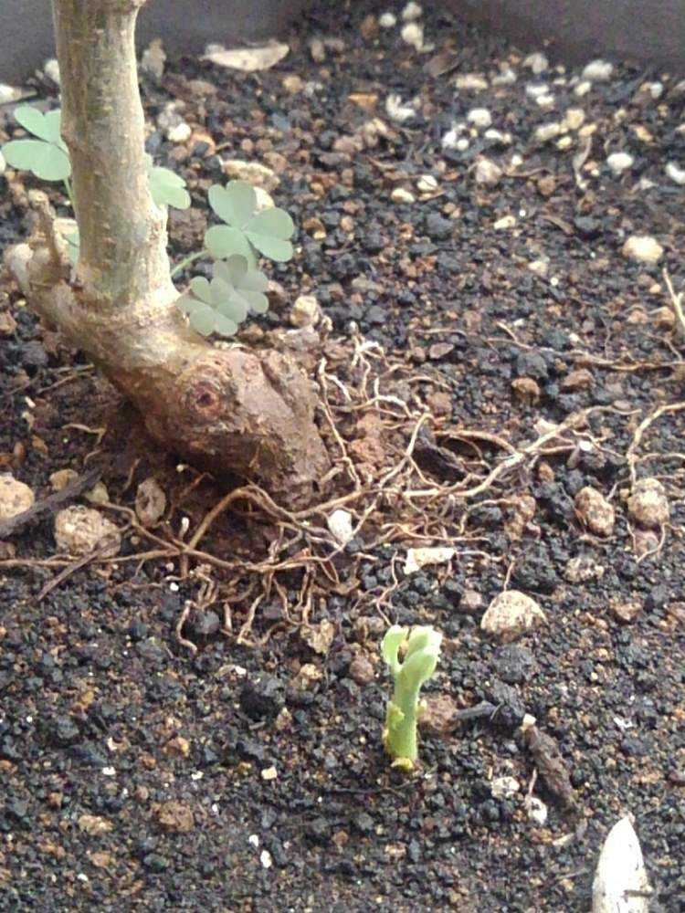 オリーブの成長記録 Greensnap グリーンスナップ