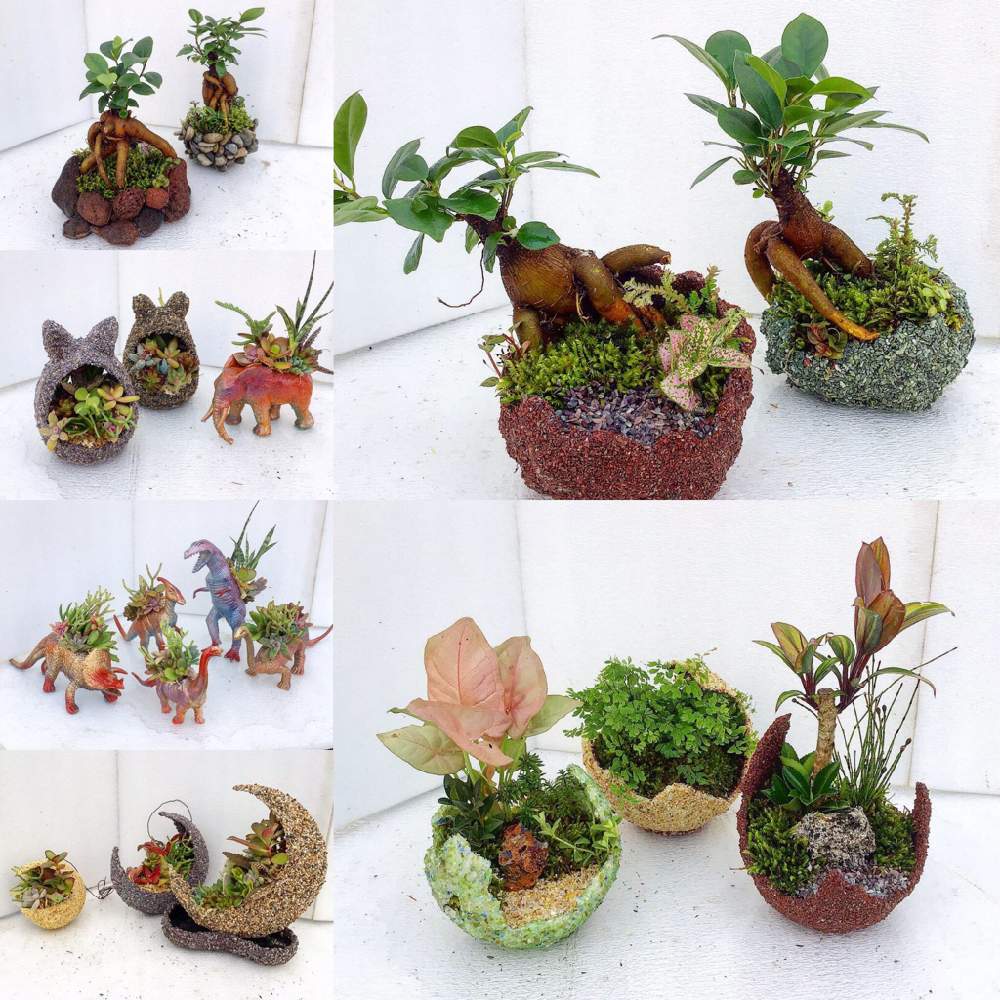 多肉植物の投稿画像 By Shellgarden Maedaさん 観葉植物と苔 コケ と寄せ植えと挿し木と植中毒と今日のお花と流木と多肉女子とオリジナルポットと花のある暮らしと貝殻 19月2月13日 Greensnap グリーンスナップ