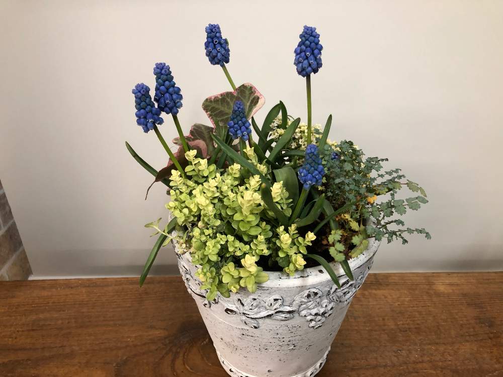 ムスカリの投稿画像 By ラッキーねこさん 花のある暮らしと寄せ植えとハーブと白い鉢 19月2月14日 Greensnap グリーンスナップ