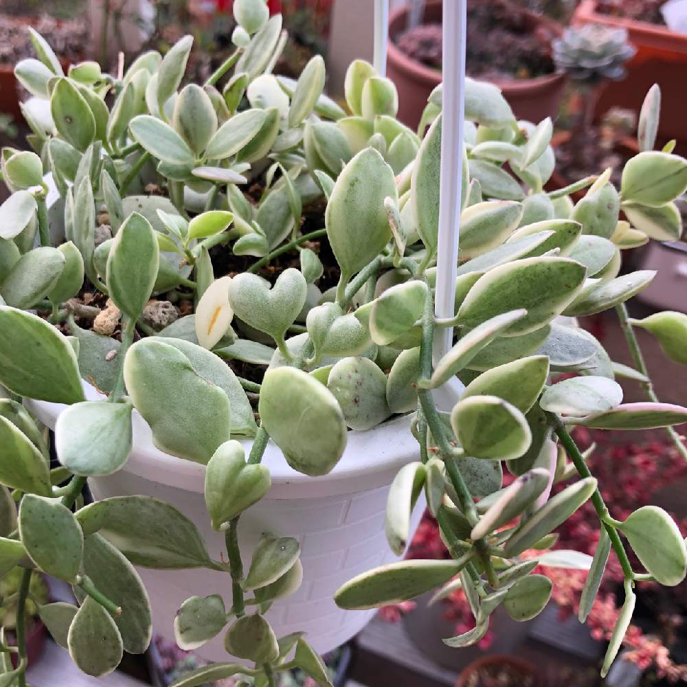 ディスキディア ベンガレンシス バリエガータの投稿画像 By さびちゃねこさん ディスキディア シュガーエメラルディとバルコニー ベランダとマイ コレクションとお部屋の観葉植物コンテストとグリーンのある暮らしと斑入り好き とつる性植物と ディスキディア属とハート