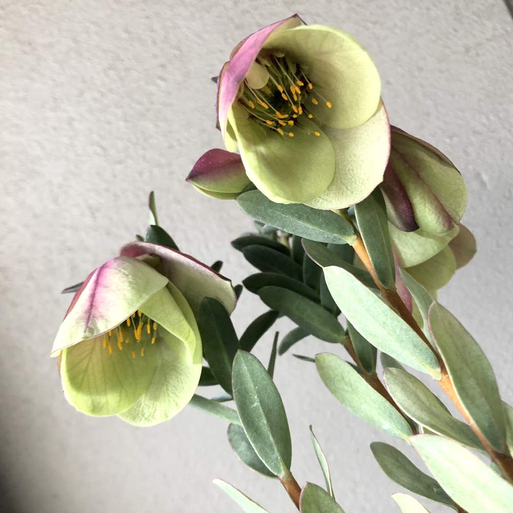 ピメレア ピソディスの投稿画像 By 豊明花き株式会社さん 小さな庭とおもしろい花とピメレアピソディスと植物のある暮らしと花は癒しとオーストラリア原産と癒しと下向き加減のお花と綺麗と愛知豊明花き地方卸売市場と花のある暮らしとかわいいとお花と優しい色と豊明