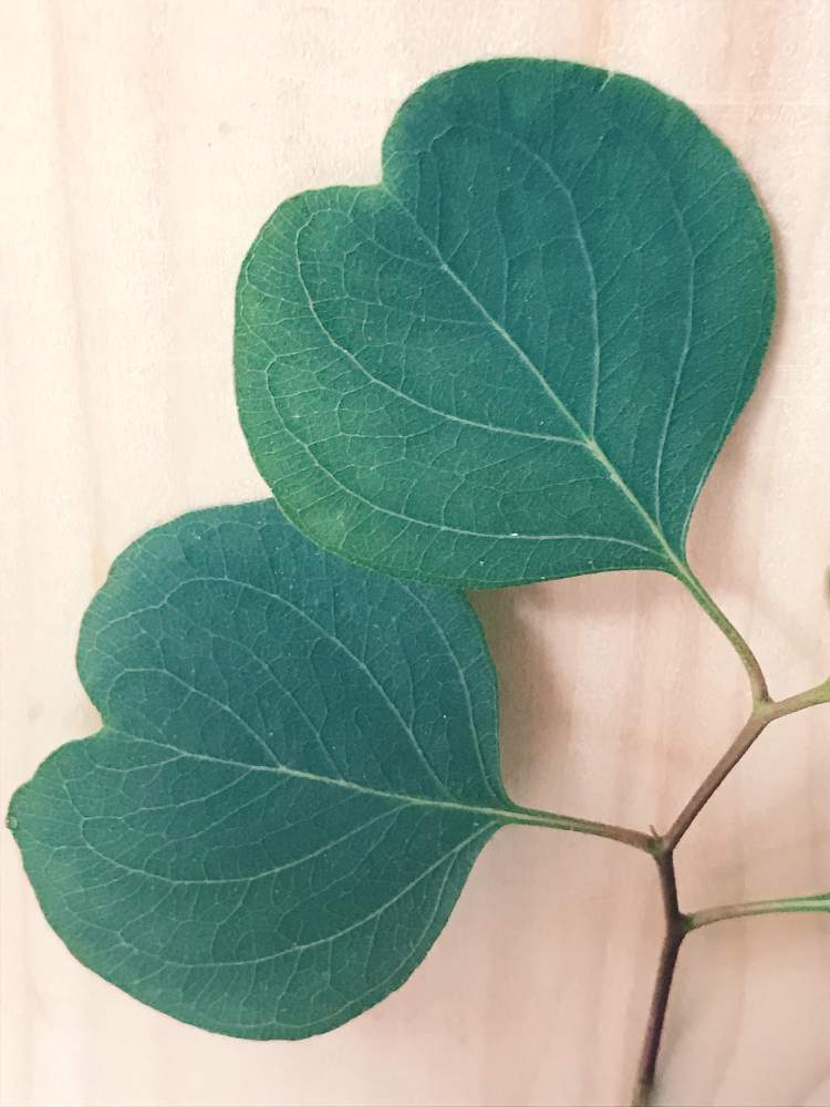 ユーカリ ポポラスの投稿画像 By ゆくり さん 朝 光 葉 と観葉植物と ハート と葉っぱきれいと葉脈きれいと 観葉植物 となかよくね と のかたち かわいいな 19月2月14日 Greensnap グリーンスナップ