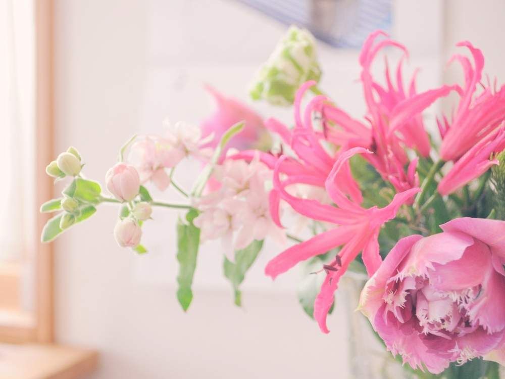 ダイヤモンドリリー(ネリネ)　ピンク色の花