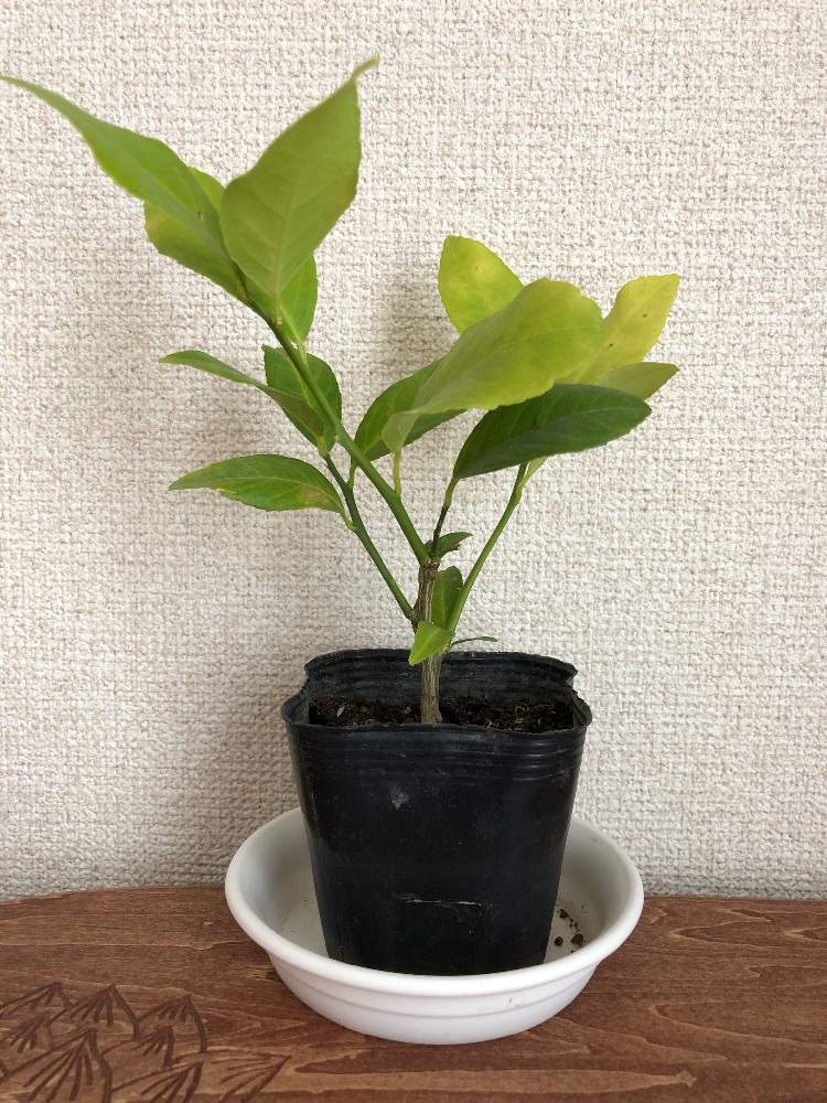 グランドレモンの木 Greensnap グリーンスナップ