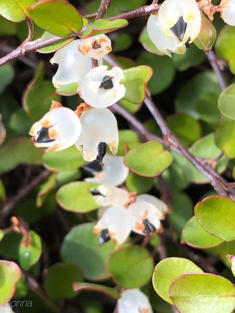 ワイヤープランツの投稿画像 By ドナさん かわいい としぞーか勢とがんばる と花のある暮らしとワイヤープランツの実 19月2月14日 Greensnap グリーンスナップ