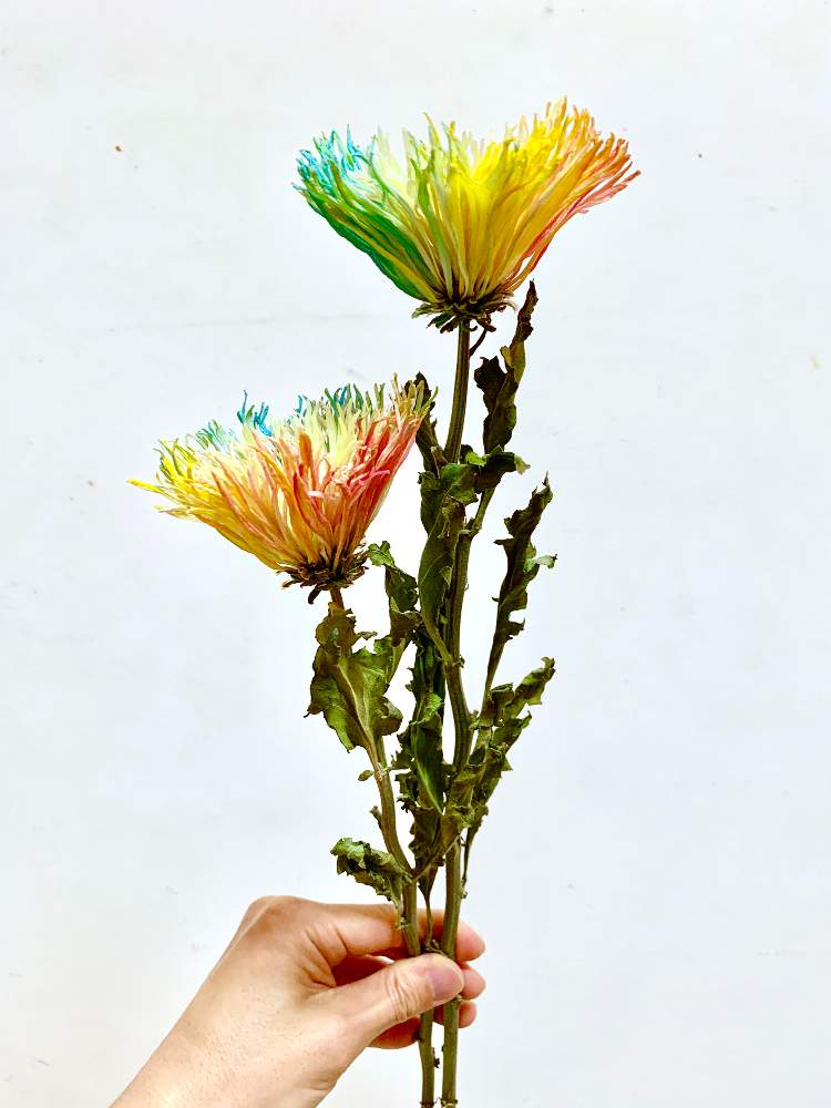 キクの投稿画像 By Tomo19さん ドライフラワーと珍奇植物と珍しい花とレインボーフラワー 19月2月14日 Greensnap グリーンスナップ