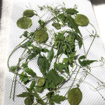 押し花素材の投稿画像一覧 Greensnap グリーンスナップ