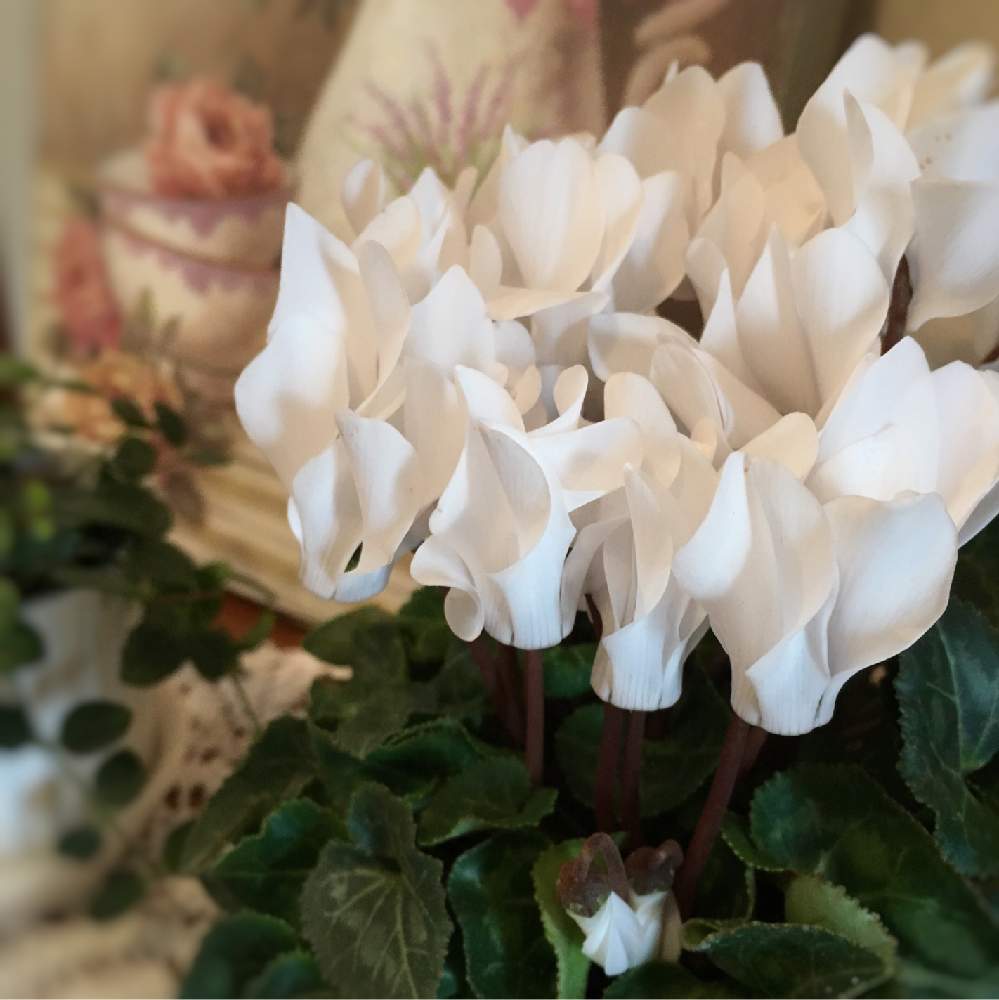 驚くばかりシクラメン 葉っぱ 白い すべての美しい花の画像 驚くばかりシクラメン 葉っぱ 白い すべての美しい花の画像