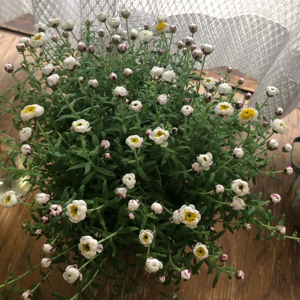 花かんざしの投稿画像 By Boesukeさん 花かんざし とハナカンザシ と花かんざし と花かんざし と我が家の花かんざし と花かんざし と花のある暮らし 19月2月15日 Greensnap グリーンスナップ