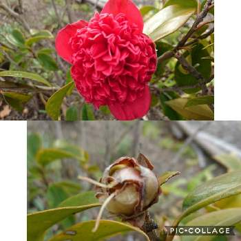 南蛮紅の画像 by tokoさん | 小さな庭とツバキと南蛮紅と赤い花❤と花が咲いた後…と出会いに感謝♡と花のある暮らしと植物に癒されて