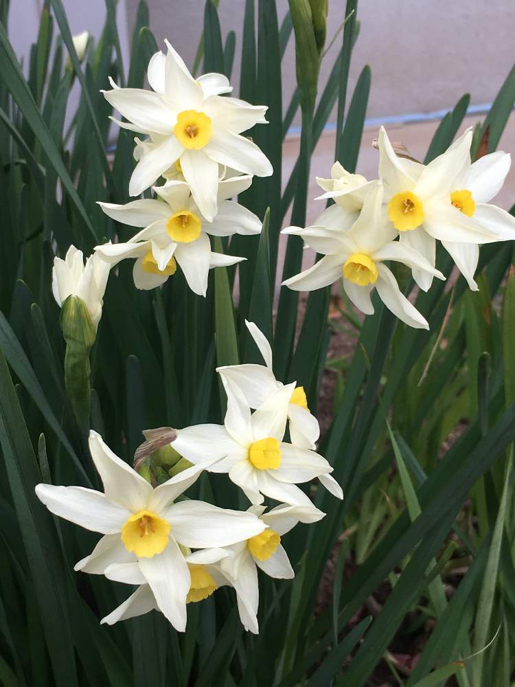 タゼッタ水仙の投稿画像 By 三毛猫さん 香りのある花と冬の庭と冬の花と球根と西側の庭と花のある暮らしと小さな庭と香りのある花と冬の庭と冬の花 と球根と西側の庭と花のある暮らし 19月2月16日 Greensnap グリーンスナップ Greensnap グリーンスナップ