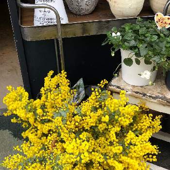 ニオイスミレの投稿画像一覧 Greensnap グリーンスナップ