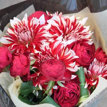 スプレーバラ ガーネットジェムの投稿画像一覧 Greensnap グリーンスナップ