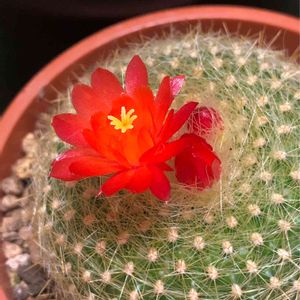 サボテン,サボテン,サボテン科,サボテンの花,花のある暮らしの画像