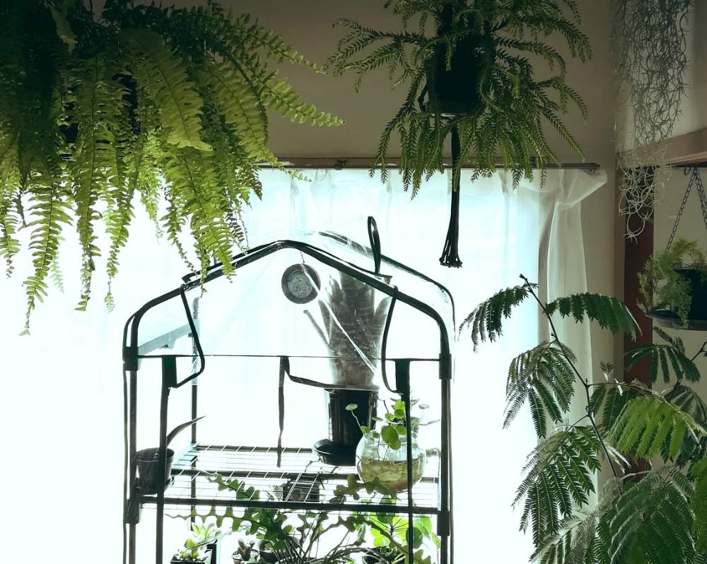 フペルジアの投稿画像 By ジャングルeさん 観葉植物とボタニカルライフとオシャレとgs映えとハンギングとビニール温室と室内ジャングル化とジャングル化計画 19月2月16日 Greensnap グリーンスナップ