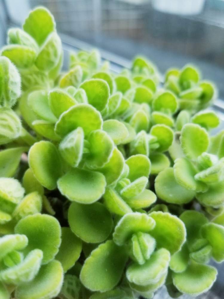 アロマティカスの投稿画像 By チーヤンさん 多肉ビギナーと多肉大好きとプレクトランサス属と植中毒とタニラーといい香りと新入りさんと多肉生活 19月2月16日 Greensnap グリーンスナップ