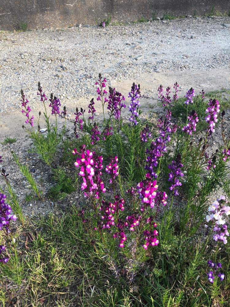 リナリアの投稿画像 By Masatooさん 19月2月16日 Greensnap グリーンスナップ