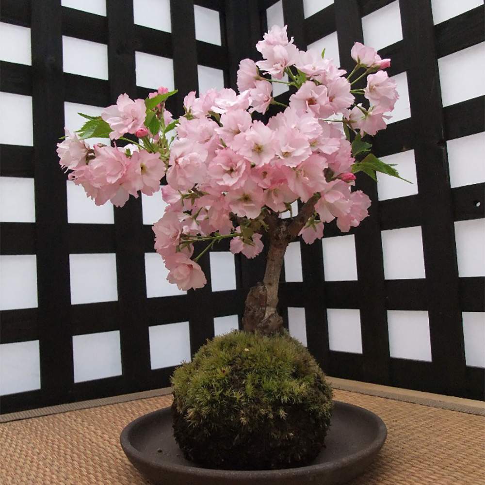 サクラの投稿画像 By Greensnap公式さん 苔玉仕立てと豊明市場直送とさくら 桜 サクラと苔玉とオススメ商品 19月2月16日 Greensnap グリーンスナップ