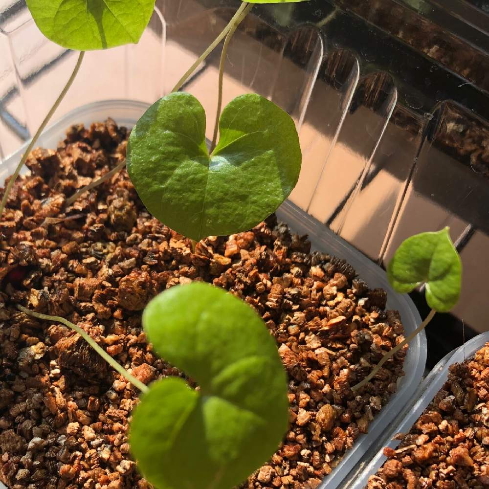 亀甲竜の投稿画像 By Agaveneesan さん アフリカ亀甲竜 実生と根塊植物とコーデックスと種まきから育てると植中毒と青森と亀甲竜 19月2月16日 Greensnap グリーンスナップ