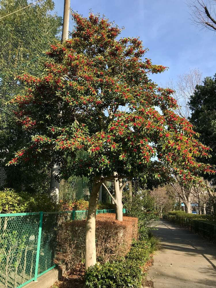 クロガネモチの投稿画像 By アルさん 赤色と樹木ときのみと青空と景色 19月2月16日 Greensnap グリーンスナップ