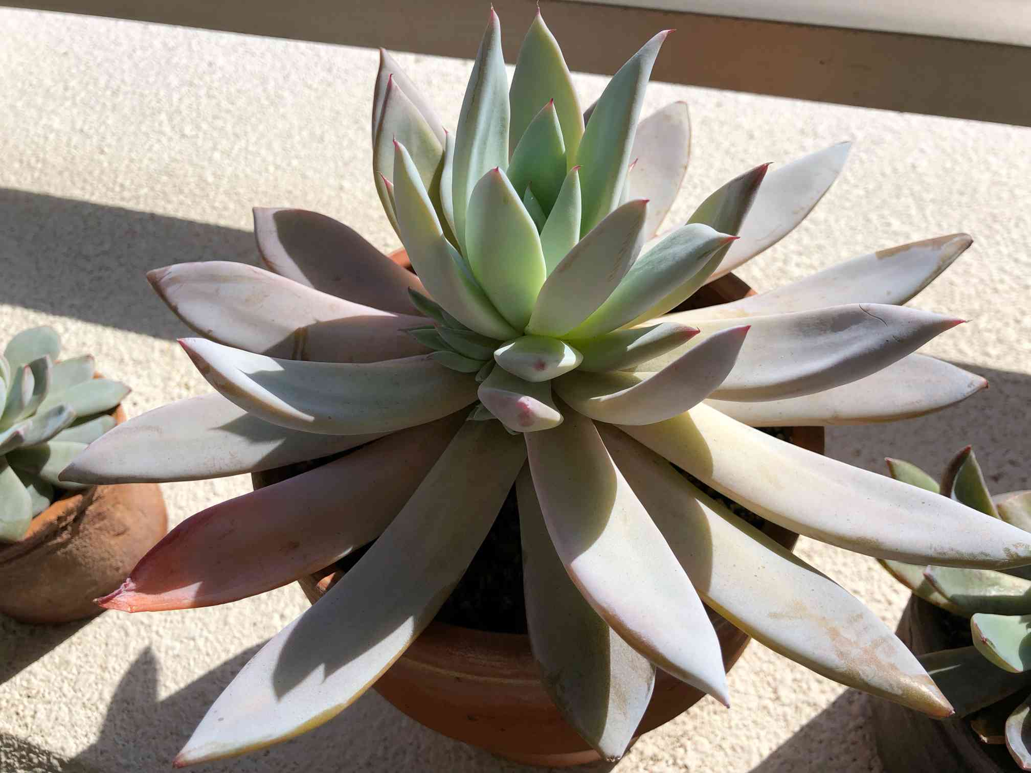 Top【選抜株】多肉植物　24191メシキカンジャイアント12個　鉢無し/脱土 Top【選抜株】多肉植物 24191メシキカンジャイアント12個 鉢無し/脱土