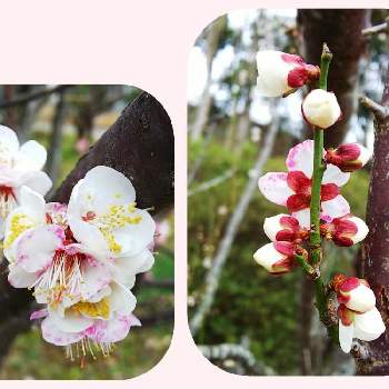 梅の花赤と白の投稿画像一覧 Greensnap グリーンスナップ