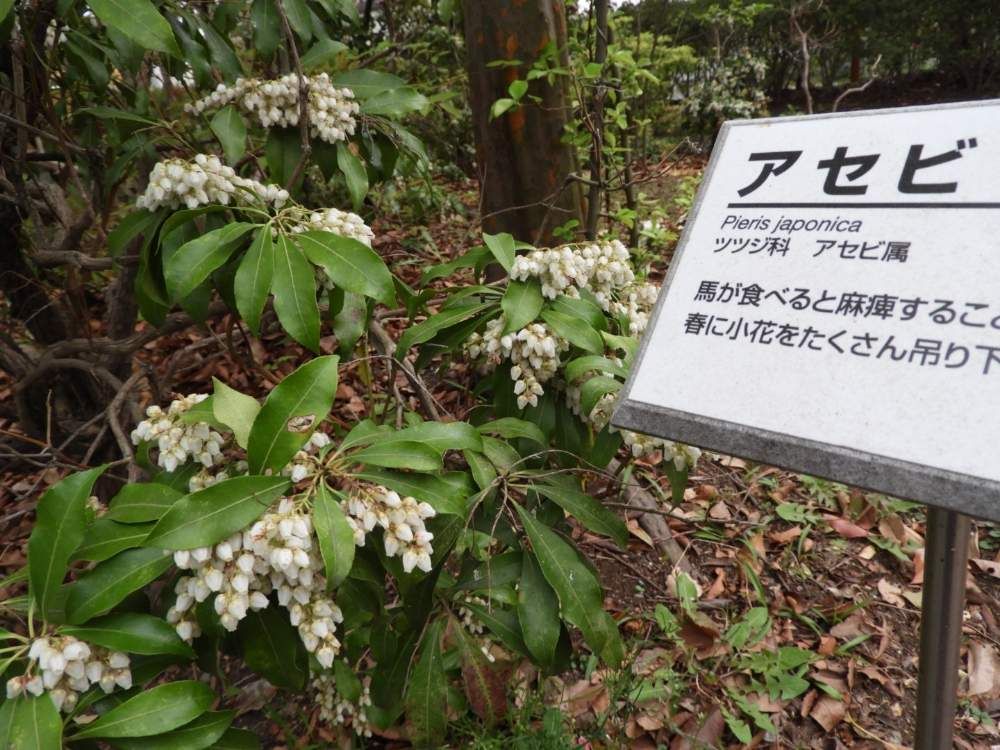 馬酔木(アセビ)　白い花