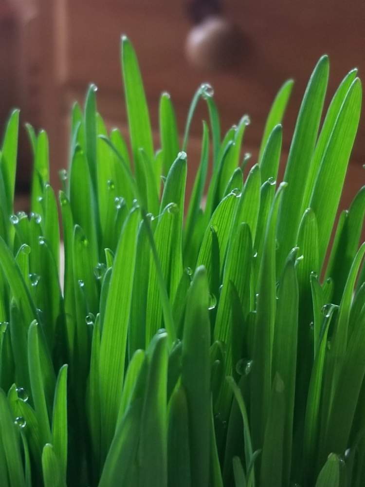 ペットグラスの投稿画像 By もじゃもじゃ太郎さん 猫草栽培 19月2月17日 Greensnap グリーンスナップ