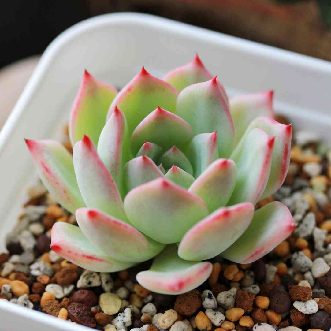 その他多肉植物 Cranky Yahoo!オークション - 多肉植物 神風玉 鉢6.5センチ