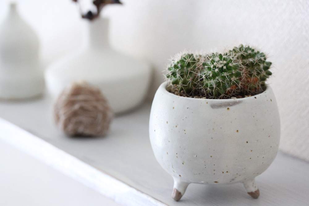 サボテン マミラリアの投稿画像 By Jillさん 自作の鉢とサボテンと多肉植物と一輪挿しとお部屋の観葉植物コンテストと手作り鉢 と観葉植物とマミラリアとオリジナル鉢とgs映えとじるの自作鉢と今日の一枚とオリジナルポットと自作鉢とマミラリア属とinteriorgreenと多肉