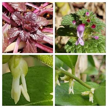 十二単衣の投稿画像一覧 Greensnap グリーンスナップ