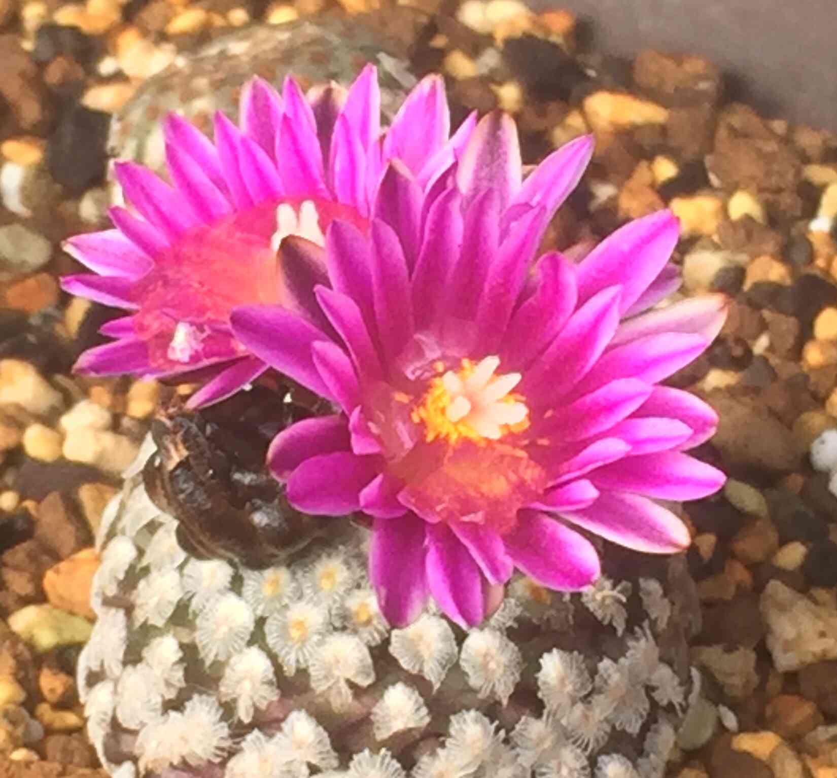 Turbinicarpus valdezianus ツルビニカルプス スーパーバラ丸