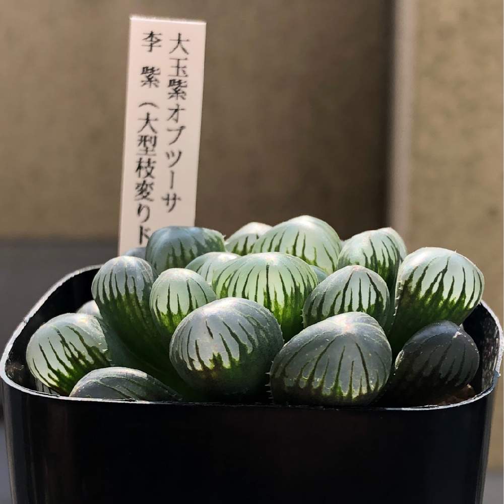 大玉紫オブツーサ 李 紫の投稿画像 By Taka 彡さん 多肉男子とドドソンと軟葉系ハオルチアとハオルチア属と神奈川タニラーとハオルシア属 とハルオチアオブツーサ 19月2月17日 Greensnap グリーンスナップ