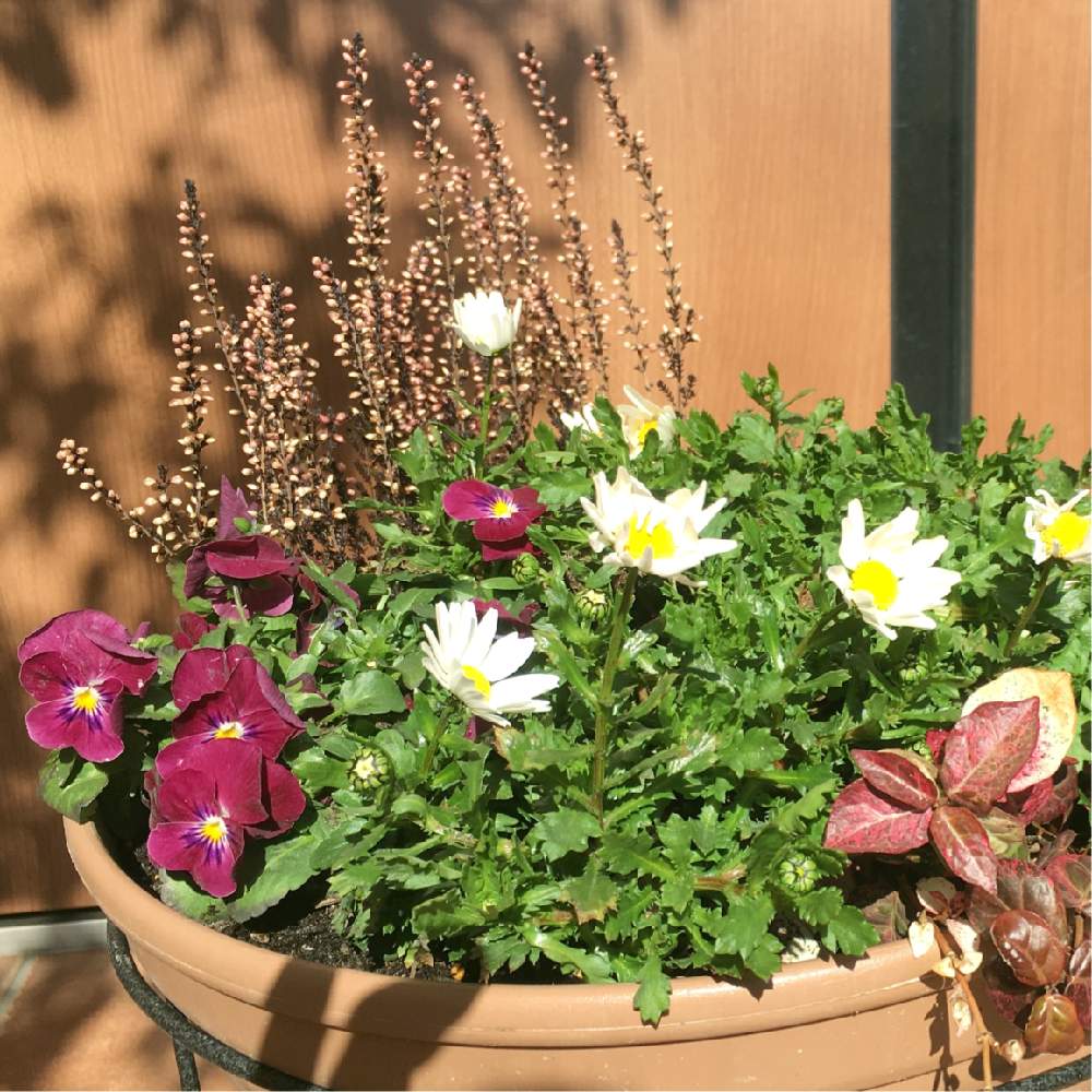 ビオラの投稿画像 By Ixy1215さん ノースポールとハツユキカズラとカルーナと寄せ植えとガーデニングと花のある暮らし 19月2月17日 Greensnap グリーンスナップ