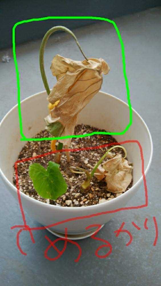 涙のクワズイモ Greensnap グリーンスナップ