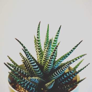 シマシマゼブラの投稿画像一覧 Greensnap グリーンスナップ