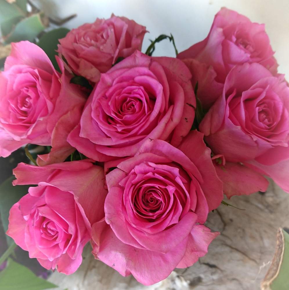 綺麗 の投稿画像 By ｙｕｍｉｋｏさん バラ ブロッサムピンクとスマホ撮影と薔薇愛同盟と花が好き とピンク と切りバラ品種と植中毒ときれいな色と花のある暮らしといい色 2019月2月18日 Greensnap グリーンスナップ